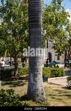 Royal Palm cubana (Roystonea regia), Parque Jose Marti, Cienfuegos, Cuba Foto Stock
