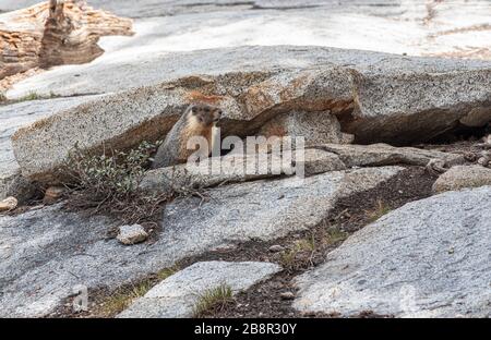 Marmotte abbondano lungo il sentiero dei laghi nel Parco Nazionale di Sequoia Foto Stock