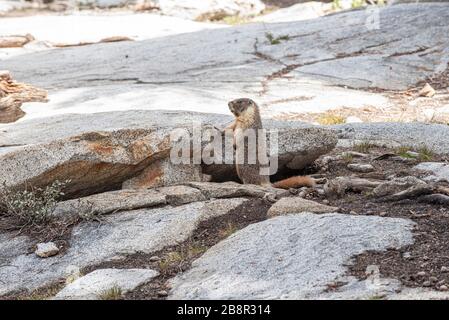 Marmotte abbondano lungo il sentiero dei laghi nel Parco Nazionale di Sequoia Foto Stock