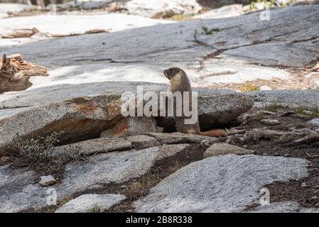 Marmotte abbondano lungo il sentiero dei laghi nel Parco Nazionale di Sequoia Foto Stock