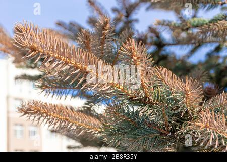 Rami di abete blu che ha cambiato il colore degli aghi in marrone, Pungens di Picea nel parco sullo sfondo delle case, fuoco selettivo Foto Stock