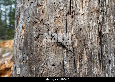 La Sierra Fence Lizard, nota anche come Sceloporus occidentalis taillori, è una varietà di lucertole di recinzione occidentale dalle decorazioni blu che vive nel Parco Nazionale di Sequoia. Foto Stock