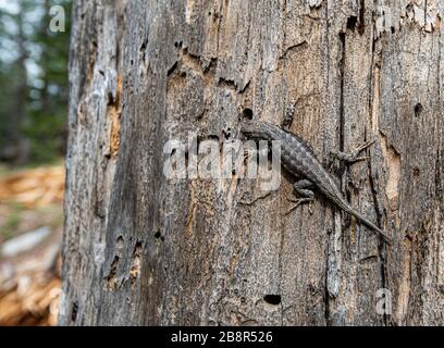 La Sierra Fence Lizard, nota anche come Sceloporus occidentalis taillori, è una varietà di lucertole di recinzione occidentale dalle decorazioni blu che vive nel Parco Nazionale di Sequoia. Foto Stock