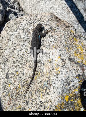 La Sierra Fence Lizard, nota anche come Sceloporus occidentalis taillori, è una varietà di lucertole di recinzione occidentale dalle decorazioni blu che vive nel Parco Nazionale di Sequoia. Foto Stock