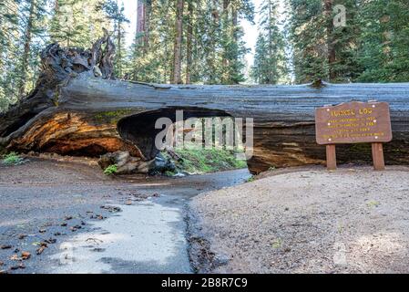 Il tronco del tunnel nel Parco Nazionale Sequoia è stato scolpito nel 1938 da una sequoia caduta ed è stato aperto al traffico da allora. Foto Stock