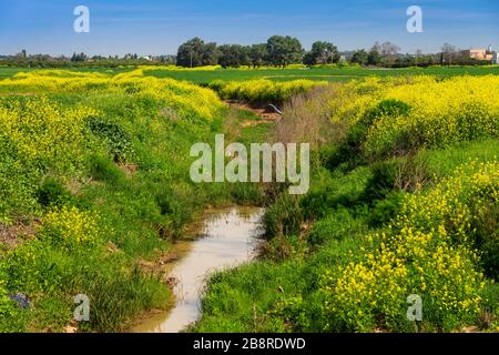 Fiori gialli vicino alla foresta di Be'eri in Israele rurale, Medio Oriente Foto Stock