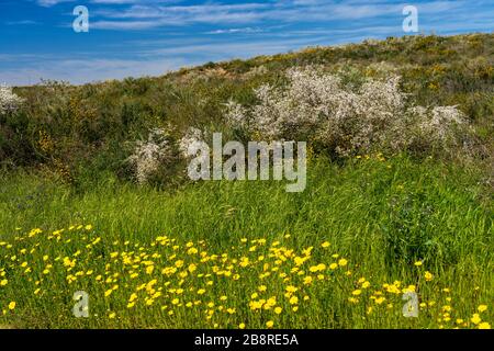 Fiori gialli vicino alla foresta di Be'eri in Israele rurale, Medio Oriente Foto Stock