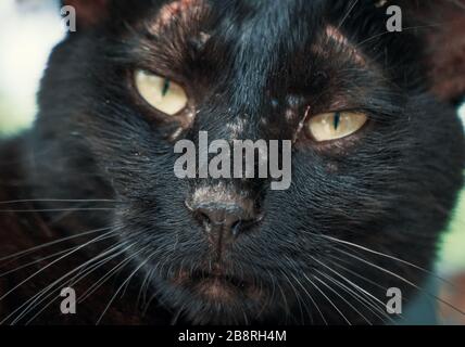 Libbra di gatto. Colpo di primo piano di gatto vagante senza tetto che vive nel riparo animale. Rifugio per il concetto di animali Foto Stock