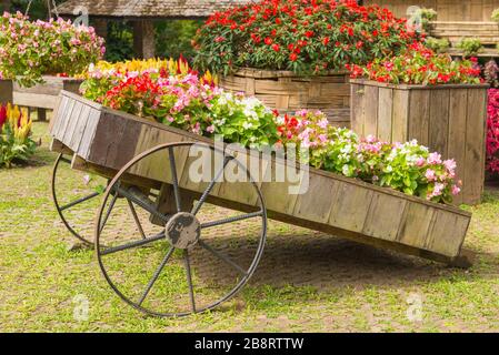 Colorato di fiori di petunia su carrello o carrello in legno in giardino. Foto Stock