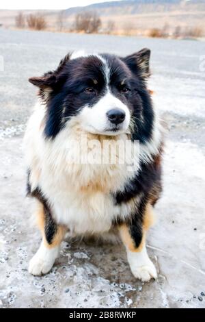 Sheepdog islandese Foto Stock