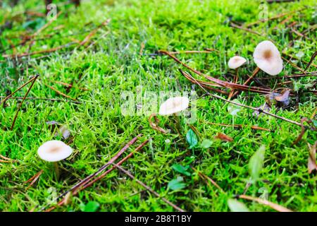 I funghi sulle gambe sottili crescono nella foresta sulla muschio. Riprese macro. Foto Stock