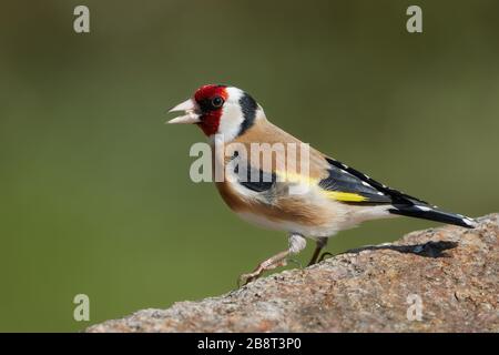 Primo piano goldfinch in piedi su una roccia nella natura. Uccello passerino colorato (Carduelis carduelis) Foto Stock