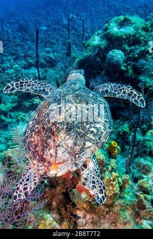 Una tartaruga marina Hawksbill scivola sulla barriera corallina al largo della costa di Grand Caymanin Isole Cayman nei Caraibi. Foto Stock