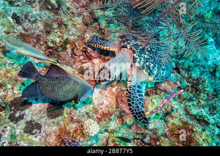 Una tartaruga marina Hawksbill e un pesce angelo francese frolic al largo della costa di Grand Caymanin Isole Cayman nei Caraibi. Foto Stock