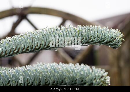 Gli aghi blu di Noble Fir (Abies procera) sono ricoperti di gocce d'acqua dopo una giornata di pioggia e pioggia Foto Stock