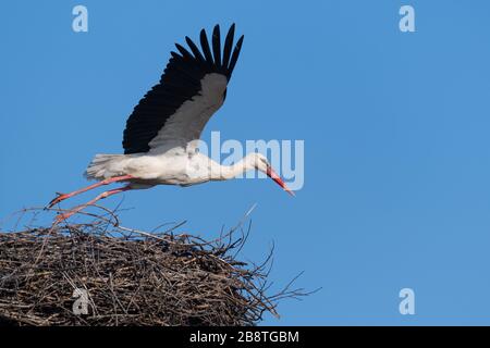 La cicogna bianca (Ciconia ciconia) è un uccello della famiglia dei ciconidi, nidificato in primavera. Sfondo blu Foto Stock