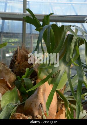staghorn fern in serra mediterranea, felce di elkorn anche chiamato plycerium bifurcatum pianta Foto Stock