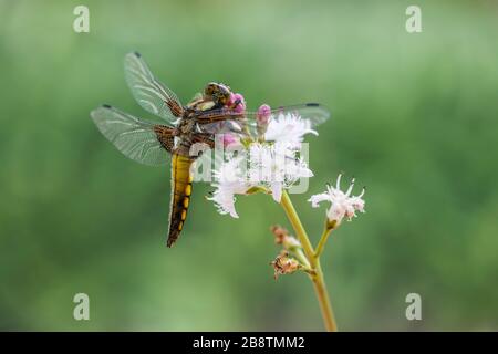 Libellula di Chaser; Libellula depressa; Male immaturo; UK Foto Stock