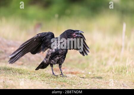 Carrion Crow; Corvus corone; Young; UK Foto Stock