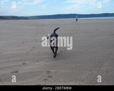 Cane su una spiaggia Foto Stock