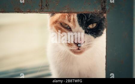 Libbra di gatto. Colpo di primo piano di gatto vagante senza tetto che vive nel riparo animale. Rifugio per il concetto di animali Foto Stock