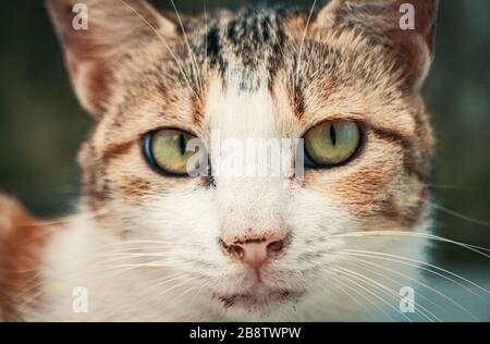 Libbra di gatto. Colpo di primo piano di gatto vagante senza tetto che vive nel riparo animale. Rifugio per il concetto di animali Foto Stock