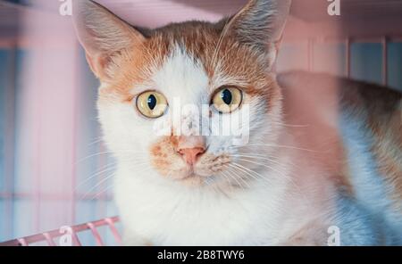 Libbra di gatto. Colpo di primo piano di gatto vagante senza tetto che vive nel riparo animale. Rifugio per il concetto di animali Foto Stock