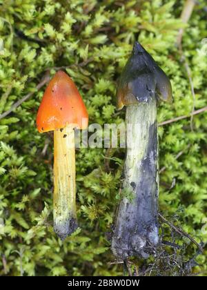 Hygrocybe conica, noto come l'annerimento waxcap, della strega, cappello conico tappo di cera o conici tappo viscido, funghi selvatici dalla Finlandia Foto Stock