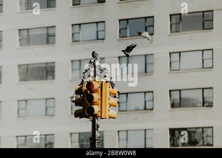 Pigeons Sat sui semafori a New York Foto Stock