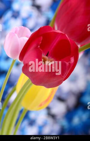 Primo piano dei tulipani rossi che fioriscono su sfondo astratto blu e bianco Foto Stock
