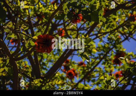 un albero con fiori arancioni foglie verdi e il cielo blu sullo sfondo Foto Stock