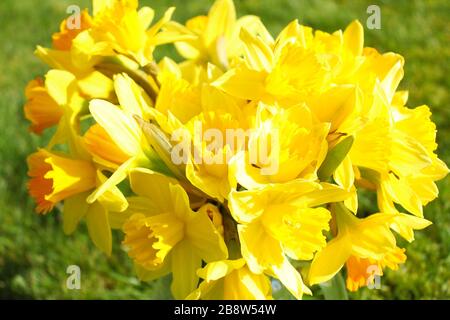 Un mazzo ravvicinato di narcisi in un giardino in una mattina primaverile Foto Stock