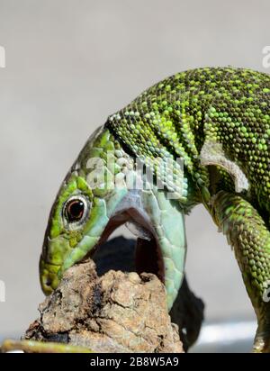 Ritratto di Lizard Verde Occidentale, Lacerta bilineata, che morde la Francia meridionale Foto Stock