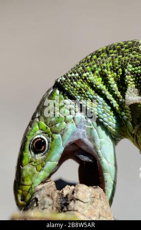 Ritratto di Lizard Verde Occidentale, Lacerta bilineata, che morde la Francia meridionale Foto Stock