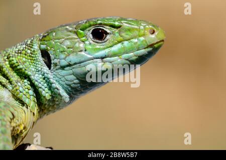 Ritratto di Lizard Verde Occidentale, Lacerta bilineata, nel sud della Francia Foto Stock