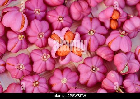 Rosa e arancio mandrino Berries Euonymus europaeus, aka Fusoria, Fusanum e Ananbeam Foto Stock