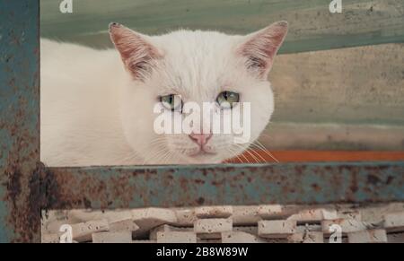 Libbra di gatto. Colpo di primo piano di gatto vagante senza tetto che vive nel riparo animale. Rifugio per il concetto di animali Foto Stock