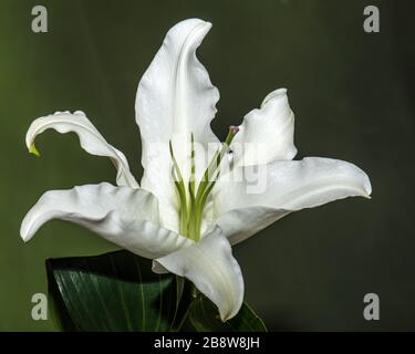 Primo piano di tutto il giglio bianco della Valle con alto baluato verde su sfondo verde scuro Foto Stock