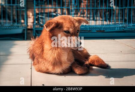 Cane vagante solitario che giace sul pavimento nel riparo, soffrendo la vita miserabile affamata, homelessness. Rifugio per il concetto di animali Foto Stock