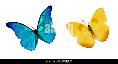 Set di belle farfalle blu e gialle. Farfalla Nymphalidae e farfalla Phoebis philea con ali sparse e in volo. Foto Stock