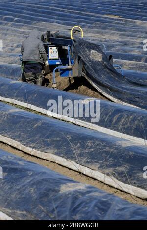 23 marzo 2020, Renania settentrionale-Vestfalia, Hürth: Lavoratori che lavorano in un campo di asparagi. Nonostante le basse temperature, gli asparagi germogli sotto la lamina nera riscaldata dal sole. Foto: Henning Kaiser/dpa Foto Stock