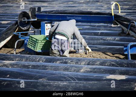 23 marzo 2020, Renania settentrionale-Vestfalia, Hürth: Lavoratori che lavorano in un campo di asparagi. Nonostante le basse temperature, gli asparagi germogli sotto la lamina nera riscaldata dal sole. Foto: Henning Kaiser/dpa Foto Stock