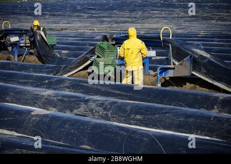 23 marzo 2020, Renania settentrionale-Vestfalia, Hürth: Lavoratori che lavorano in un campo di asparagi. Nonostante le basse temperature, gli asparagi germogli sotto la lamina nera riscaldata dal sole. Foto: Henning Kaiser/dpa Foto Stock