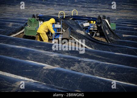 23 marzo 2020, Renania settentrionale-Vestfalia, Hürth: Lavoratori che lavorano in un campo di asparagi. Nonostante le basse temperature, gli asparagi germogli sotto la lamina nera riscaldata dal sole. Foto: Henning Kaiser/dpa Foto Stock