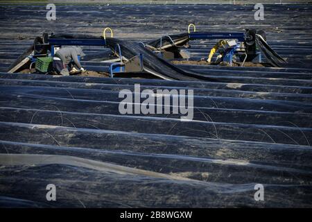 23 marzo 2020, Renania settentrionale-Vestfalia, Hürth: Lavoratori che lavorano in un campo di asparagi. Nonostante le basse temperature, gli asparagi germogli sotto la lamina nera riscaldata dal sole. Foto: Henning Kaiser/dpa Foto Stock