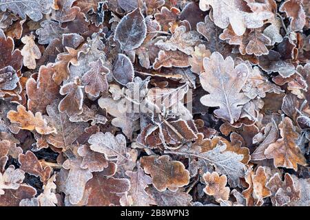 Foglie di quercia smerigliata e altre in legno inglese Foto Stock