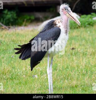 Una foto di una cicogna Marabou si trovava in un campo Foto Stock