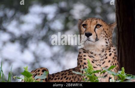 Praga, Repubblica Ceca - Luglio 28 2016: Una bella Cheetah sedette in un certo fogliame Foto Stock