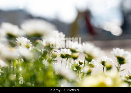 Bella macro shot di bianco giardino inglese daisy. Primo piano. Foto Stock