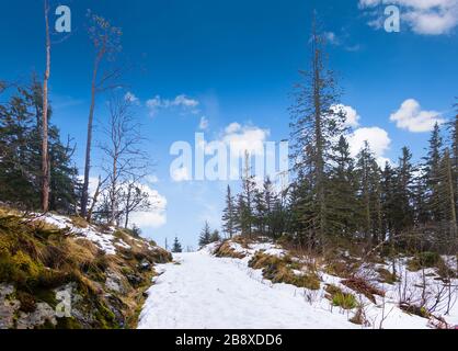 Bergen Mt Floyen, Norvegia. Foresta neve paesaggio con sentiero escursionistico in inverno. Foto Stock